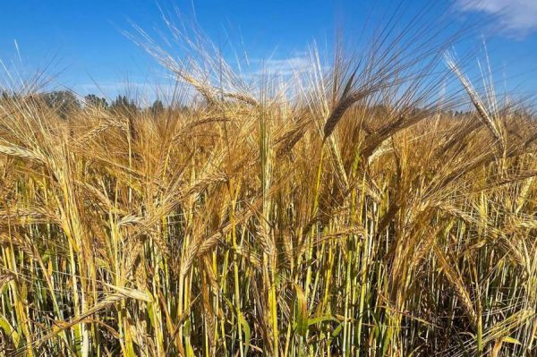 Уральские ученые вывели два  новых сорта пшеницы и ячменя